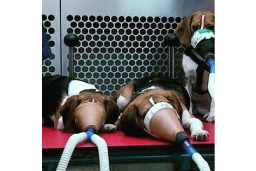 Animals suffer greatly and die in testing laboratories so that cosmetic products can be registered safe for human ue.